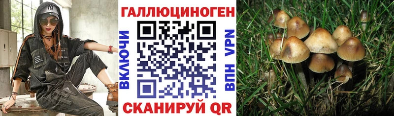 Псилоцибиновые грибы Cubensis  Бирск 